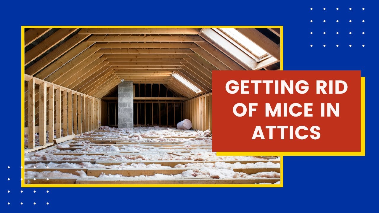 The Best Way to Get Rid of Mice in the Attic - EarthKind