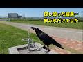 [水浴びできる場所が見つからない…]でも最後は大人気だったカラスのリキ