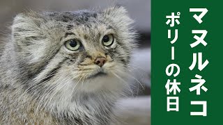 マヌルネコ【ポリーの休日】