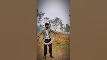 Dangerous😱 indian rock python snake 🐍 #new #trending #snakeresque #viralvideo #reptiles #wildlife