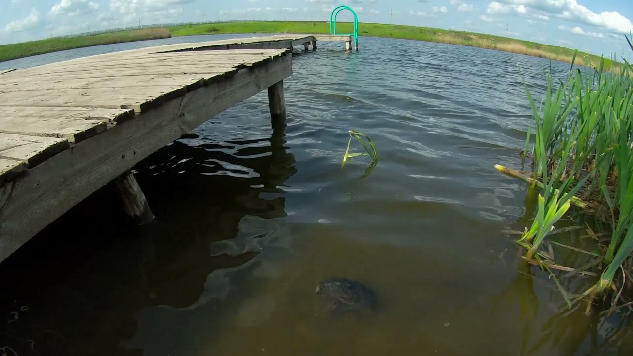 ЕДУТ ЧЕРЕПАХИ в КАМЫШИ.../Став у Пластовцов/п.ТАЛОВЫЙ (г.Шахты)/май 2019