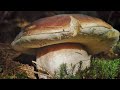 Funghi porcini 2023  grzyby  houby hribi mushroom pilze