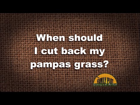 Video: Când ar trebui tăiată iarba pampas?