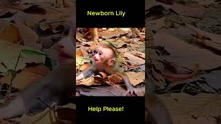 Lily be-gged for mi-lk but nothing!!#short#monkeys#rainbowmonkey #babynewbornmonkey