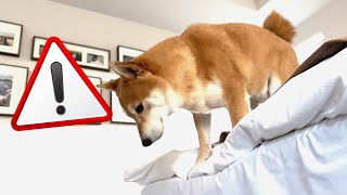 Shiba Inu came to rescue its owner who had fallen off the bed by Super Shiba 2,264 views 5 months ago 40 seconds