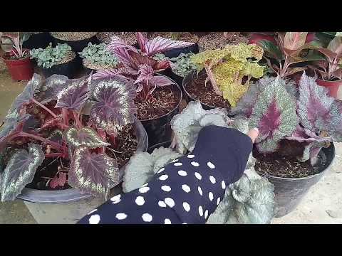 Video: Perawatan Begonia