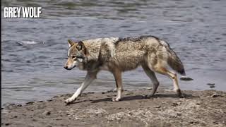 Wolf or Coyote?