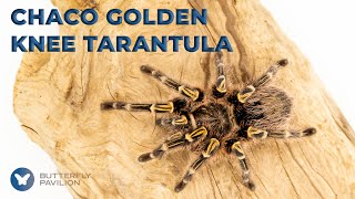 Chaco Golden Knee Tarantula | Invertebrate DeIckification | Butterfly Pavilion