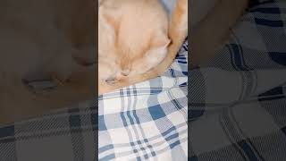 Зачем КОТЫ моют Яйца?