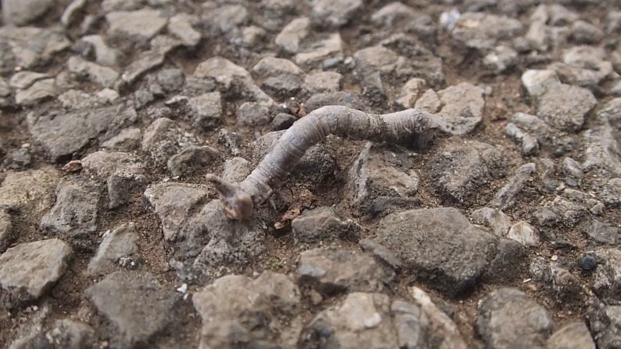 シャクガ科 Geometroidea の幼虫 尺取虫 Youtube