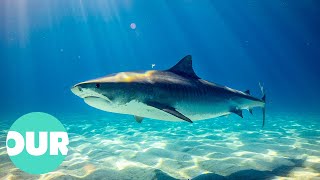 Sharks: The Most Feared Apex Predators in Florida | Our World