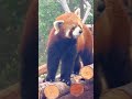 🥰Meeting #cute red pandas at #Fuzhou #Panda World.❤️