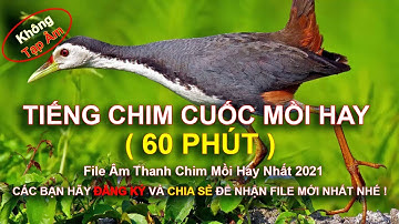 TIẾNG CHIM CUỐC MỒI HAY NHẤT 2021 | Tiếng chim cuốc không tạp âm | File âm thanh chim mồi