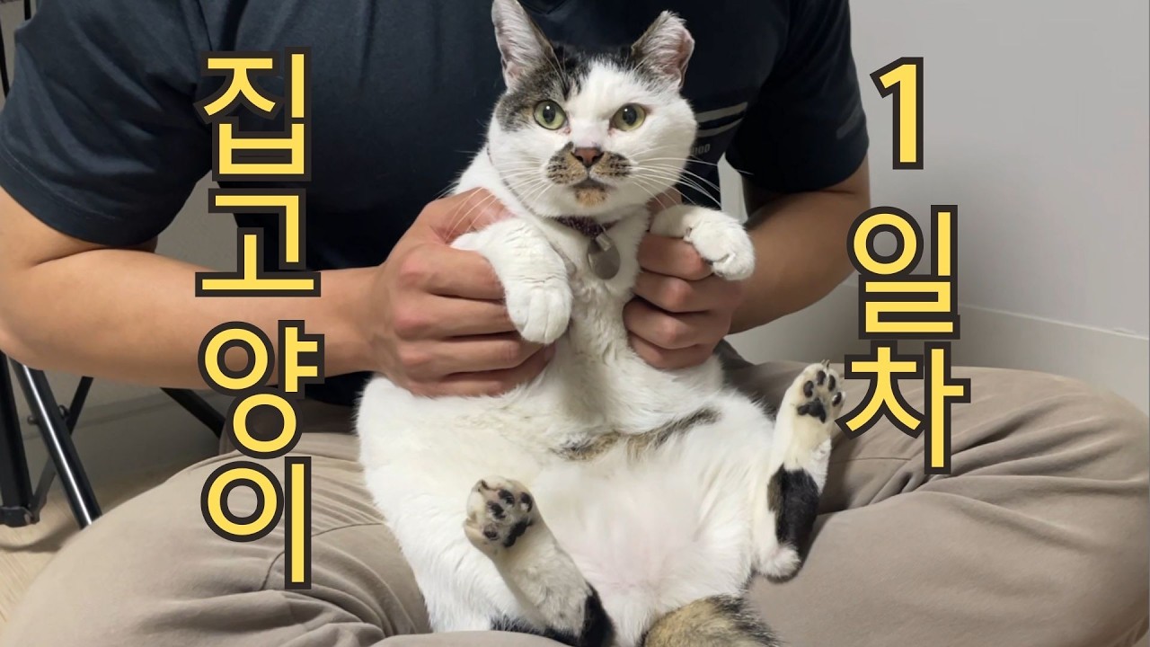 편냥이 고씨 집냥이 되다