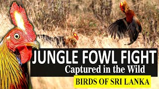 JUNGLE FOWLS FIGHT!!! | Gallus lafayettii | Birds of Sri Lanka screenshot 1