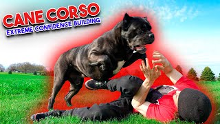Cane Corso How To Build EXTREME Confidence  In Your Dog! 💪