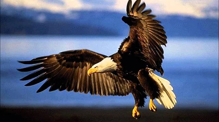 Eagle Wings By Jennifer Shisheesh