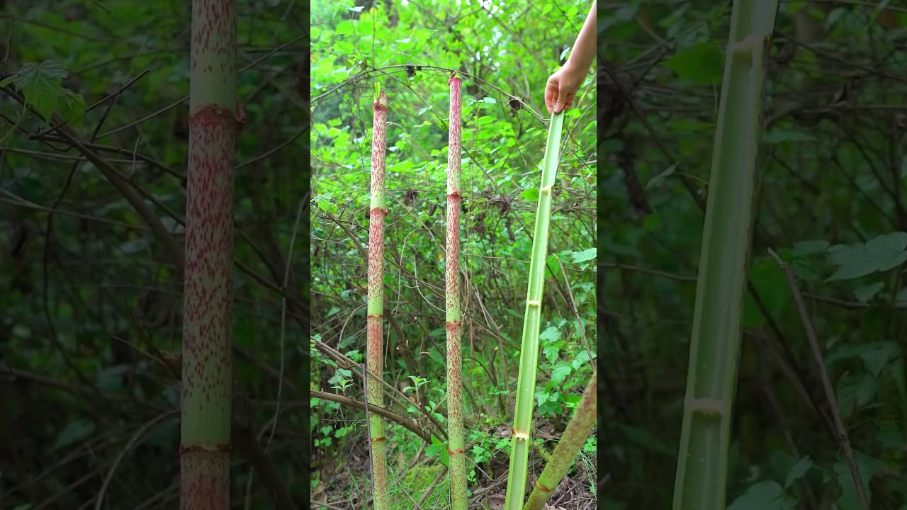 Japanese knotweed: A herbaceous plant with medicinal uses; young stems are edible. 