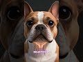 ¿Conocías estos cinco secretos ocultos del bulldog francés? #gatos  #animales #perros  #pets