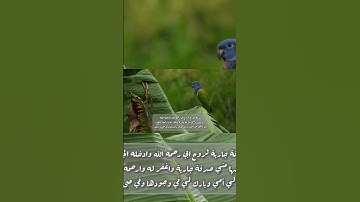 لايكلف الله نفسا إلا وسعها #تلاوة_خاشعة #راحه_نفسيه #راحه_للقلب #قرآن #حالات_واتس #سورة_البقرة #edit