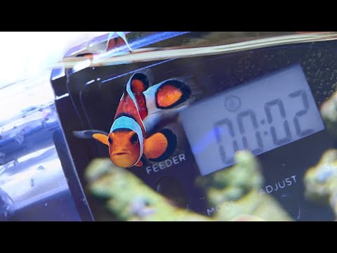 auto-feed nemo! (AUTOMATIC fish feeder for trips) imagitarium petco