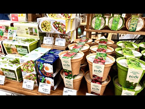 栽培キットで簡単!キッチンで育てる食用ガーデンギフト選びと失敗しないコツ