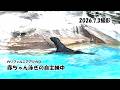 【東山動植物園公式】カリフォルニアアシカの赤ちゃん~自主練中~《 カリフォルニアアシカ アシカ 》