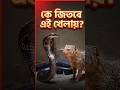 Mongoose vs Snake: Speed or Venom? | বেজি নাকি সাপ—কার জয়?