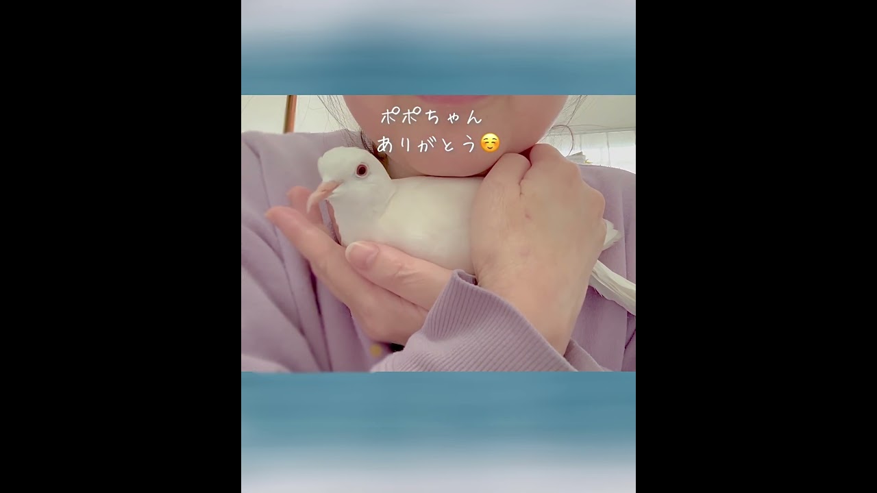 愛おしい鳩さんを"むぎゅ〜"としてみた