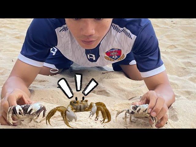 how to catch sand crabs by hand 