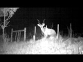 Kudu jumps a fence - night shot