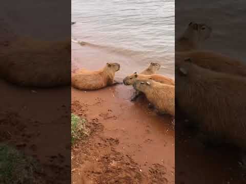 Capibara música #capibara