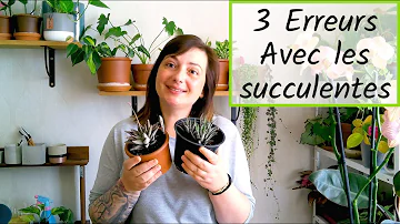 Comment entretenir des plantes succulentes ?
