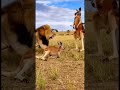 #animals #wildlife