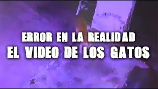 Error en la realidad: el video de los gatos Error en la realidad: el video de los gatos