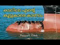 Dolphines whales  seals friends of seafarer i ep 52