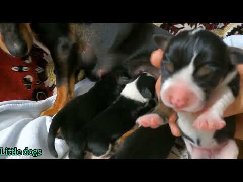 Милота. Маленькие и очень милые щенки кушают. Small and very cute puppies eat. 🥰