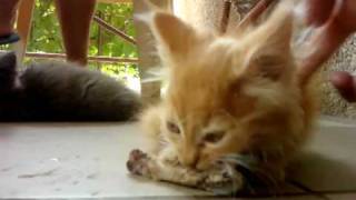 Angry kitty eating bone ;)