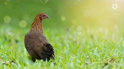 tiếng gà mái rừng kêu cục tác gọi trống, suab poj qaib tsauj zoo