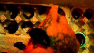 4-5-11 012.AVI