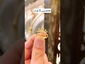 اجمل تشكيلة خواتم ذهب وزن خفيف 2 غرام بس 