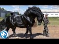 Este Cavalo Vale 1 Milhão De Dólares... Os Animais Mais Caros Do Mundo