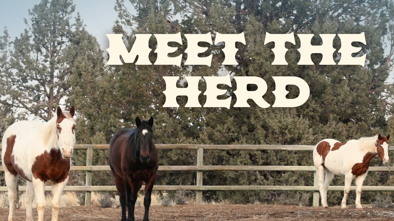 Meet our Horses | Roog, Juni & Warrior