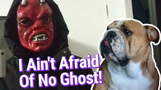 Halloween Scare For Peppa The Bulldog