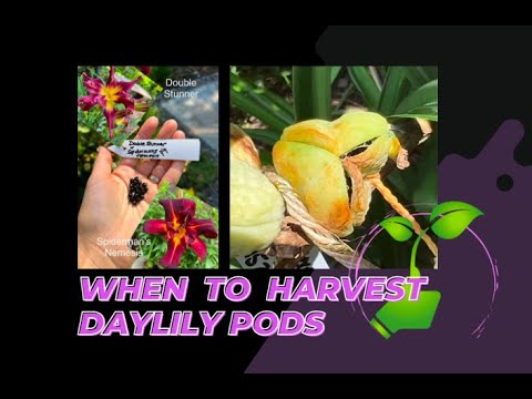 Video: Scape Blast In Daylilies: Tips til at forhindre Scape Blast In Daylilies