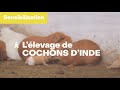 Cochon dinde vf s prijot  iles de paix