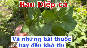 Rau Diếp cá và những bài thuốc hay đến khó tin. PHAN HẢI Channel