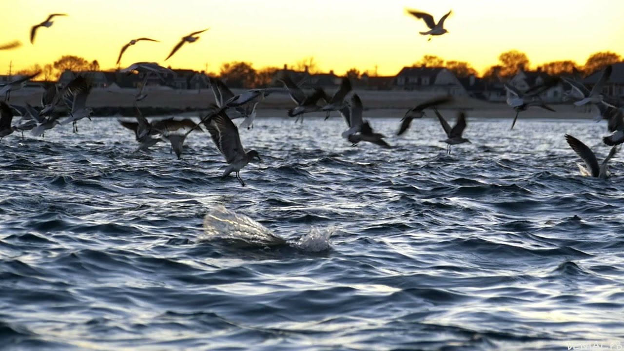 The Fall Blitz 2016 NJ Striped Bass Feeding Frenzy SLOWMO HD YouTube