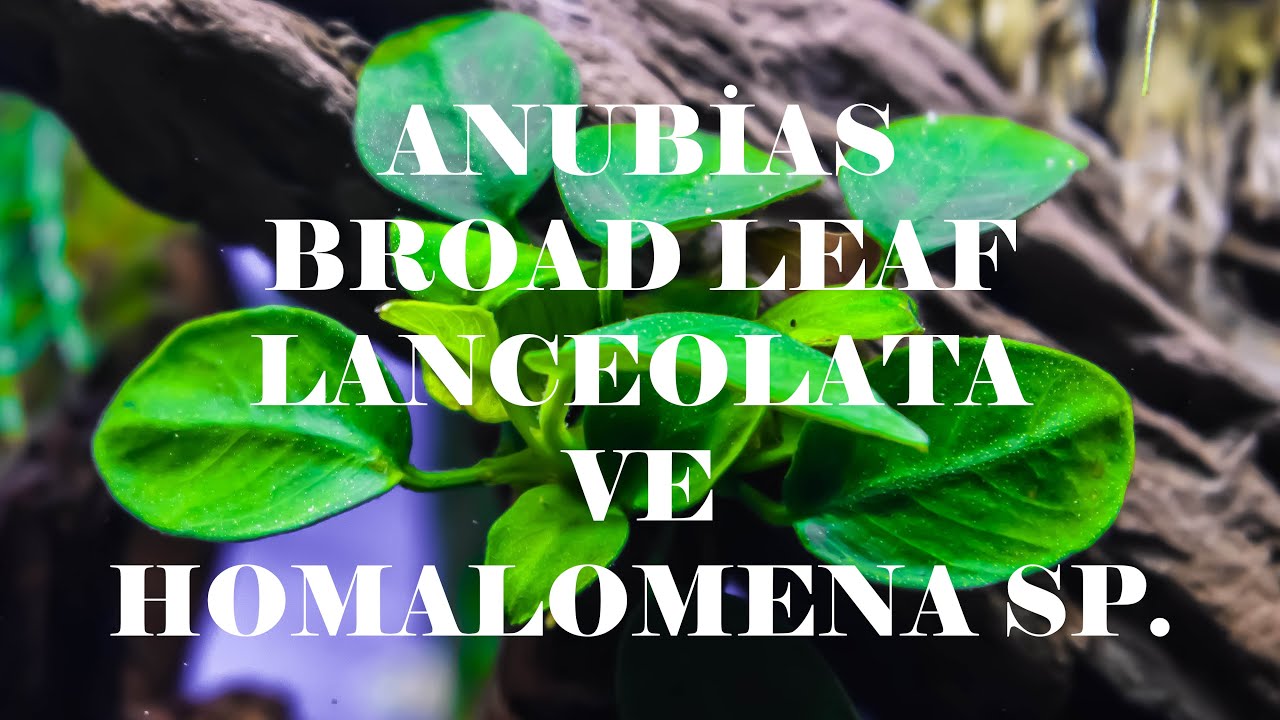 BAKIMI KOLAY LOW TECH AKVARYUM BİTKİLERİ: ANUBİAS BROAD LEAF, LANCEOLATA VE HOMALOMENA SP. TANITIMI.