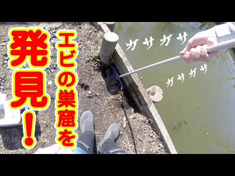 【ガサガサ】謎の隙間に網を入れたら大変な事になりました！【シラサエビ】